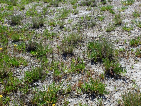 small bunches of grass and leafy plants growing out of dry earth