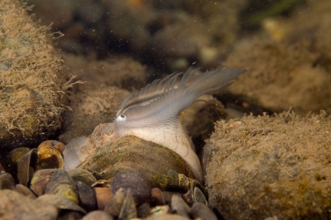 Plain pocketbook mussel displaying lure, fish mimic with eye spot. Location, Potomac River.