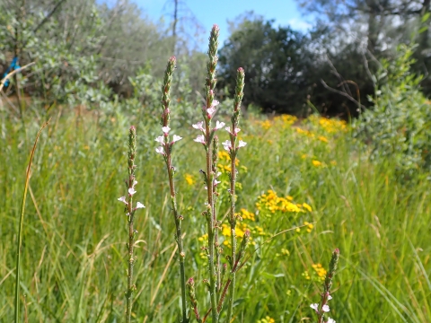 5 narrow flower stalks with small white flowers against a grassy backdrop
