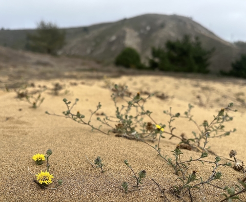 two bunches of yellow flowers grow out of the sand with steams and more buds growing nearby