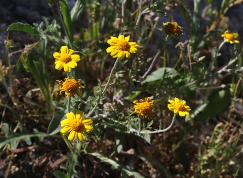 yellow daisy-like flowers growing tall out of a single plant