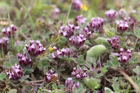 several purple clover flowers growing in a patch