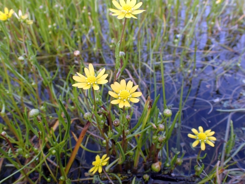 several yellow ray flowers and narrow grass-like leaves growing out of water