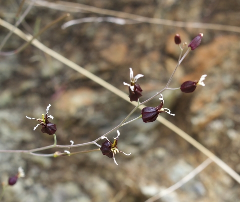 seven dry looking wine red flower buds on a brown stick