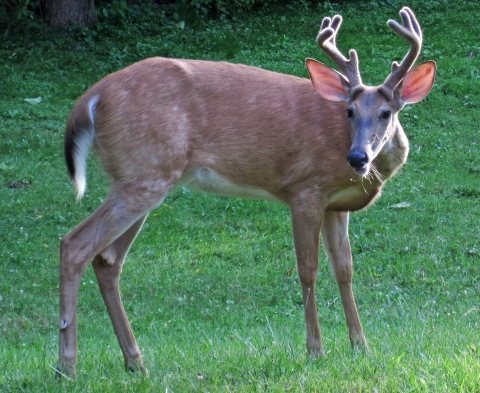 A white-tailed deer on grass field