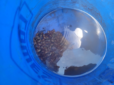 Large amount of adult mussels collected and sitting in the bottom of a bucket with water. The bucket looks blue and the mussels look like gold almonds