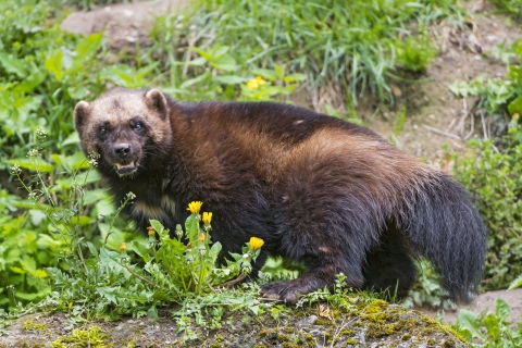 Wolverine - Oregon Conservation Stategy