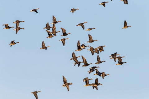 A flock of ducks is flying in front of a blue sky.