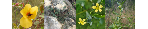 Four pictures from left to right: Yellow flower with five yellow petals and dark red center, a vine with small green leaves growing on a limestone crevice, two yellow daisy-like flowers, green stem with green leaves.