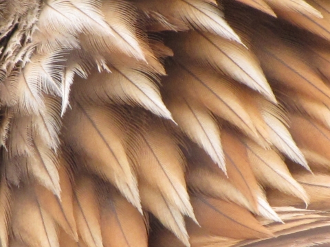 Close up of a Golden Eagle's feather