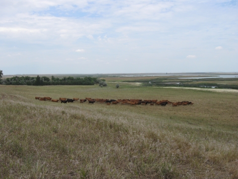 Grassland landscape with a herd of cows.