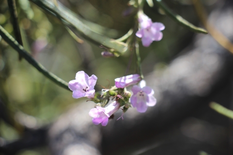 A cluster of small, light pink/purple flowers 
