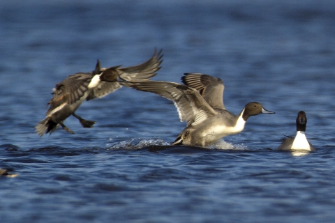 Northern pintails landing on the water
