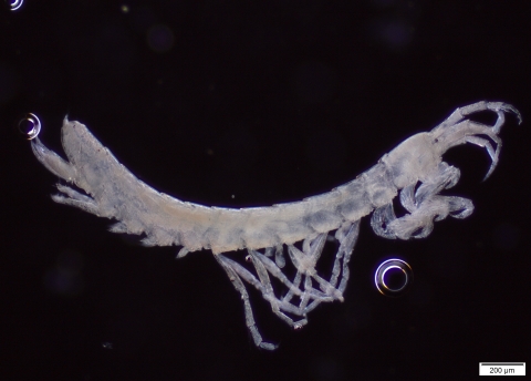 Ingofellidae amphipod