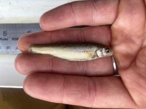 A hand holding a small fish the size of the pointer finger