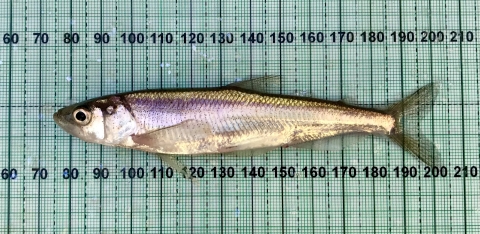 A small silver fish is measured against a clear ruler.