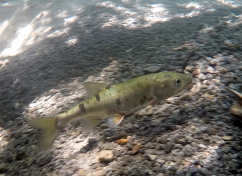 Small green fish in water