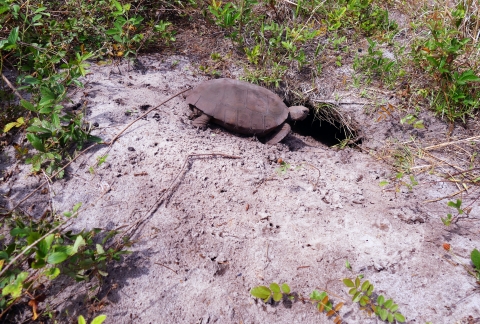 a gopher tortoise entering its burrow