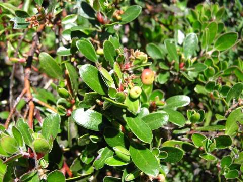 green berries with a pink blush growing among shiny leaves of franciscan manzanita