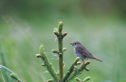 A bird on a small conifer holds an insect in its bill 