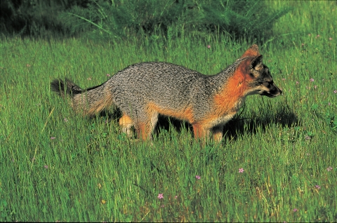 A small brown and red fox standing in tall green grass