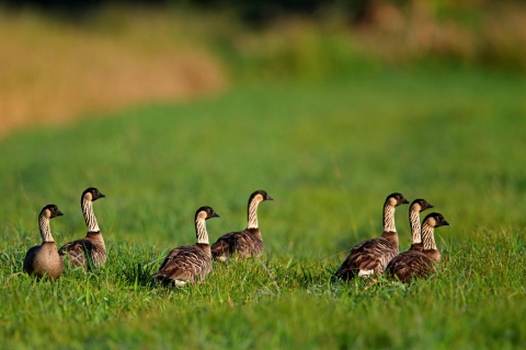 Seven brown birds with black heads and white necks walking in green grass
