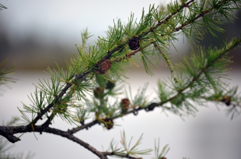 Close up of a tamarack branch with needles and cones