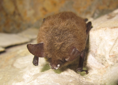 Northern long-eared bat with white-nose syndrome in a cave