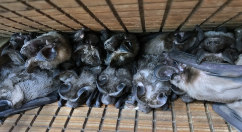 Florida bonneted bats form a row in a bat box.