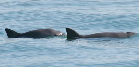 A vaquita mother (right) and her calf (left) can be seen as they surface in the waters off San Felipe_Paula Olson NOAA.jpg