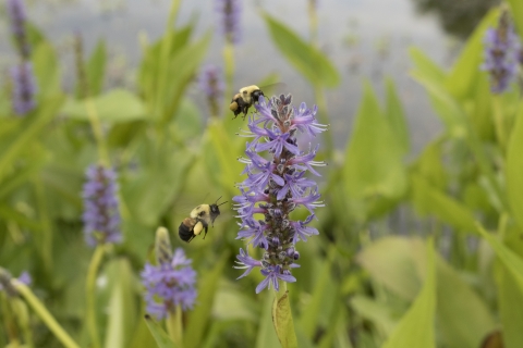 Two bees collect pollen from purple florets. 