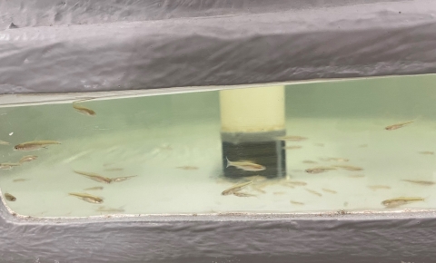 Small fish swimming in tank