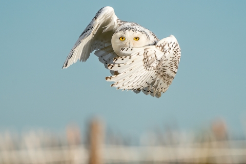 Image of a snowy owl in flight