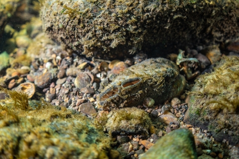 Lampsilis cardium mussel underwater with small and large stones surrounding on river bottom
