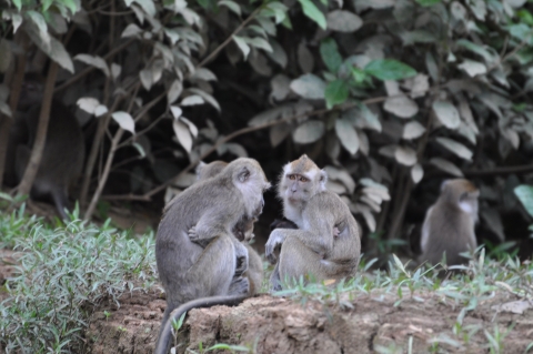 Wild long-tailed macaques in Malaysia