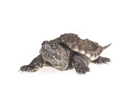 Full shot on white background of an alligator snapping turtle