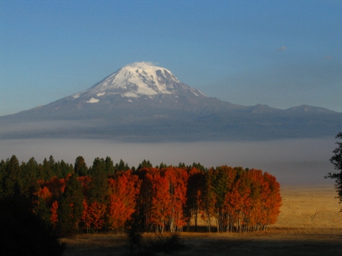 A grove of orange and red trees with a snow-capped mountain behind them.