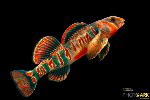a vibrant fish with oranges, reds, blues, and greens contrasted on a black backdrop