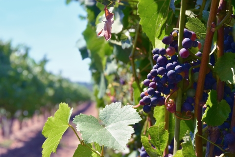 close up of a bunch of purple wine grapes in a vineyard