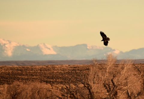 A young bald eagle flying through an open field 