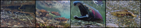 Four images of salmon at different life cycle stages. Left to right are juvenile, school of spawning adults, closeup of spawning male and salmon spawning in a creek