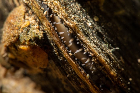 upclose image of eastern elliption mussel