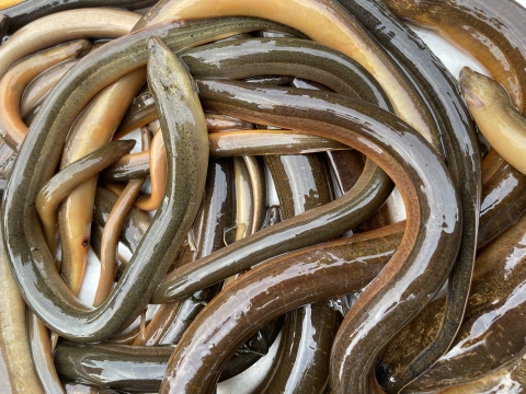 Non-native Swamp eels (Monopterus albus) collected during the Fall 2022 Fish Slam, Miami Florida