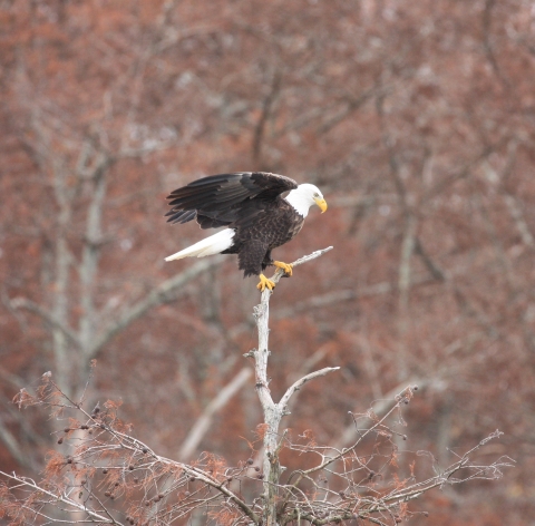bald eagle at Reelfoot Lake