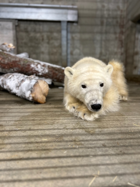 a white bear resting its head on its paws in an enclosure