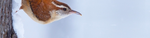 Carolina Wren