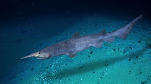 long shark in dark water with a pointy snout