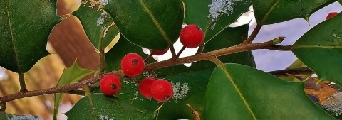American Holly branch with red berries with dusting of snow