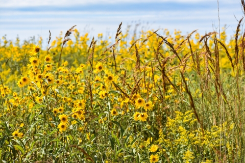 Wildflowers on the prairie on Broken Arrow WPA