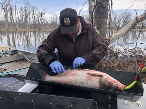 FWS fisheries biologist performs surgery on carp to implant telemetry transmitter